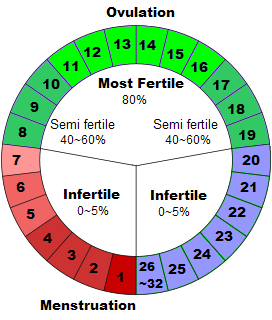 Standard Menstrual Cycle Chart