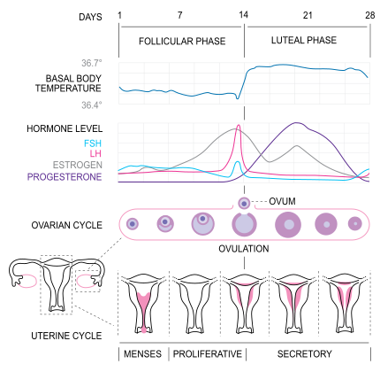 menstrual cycle